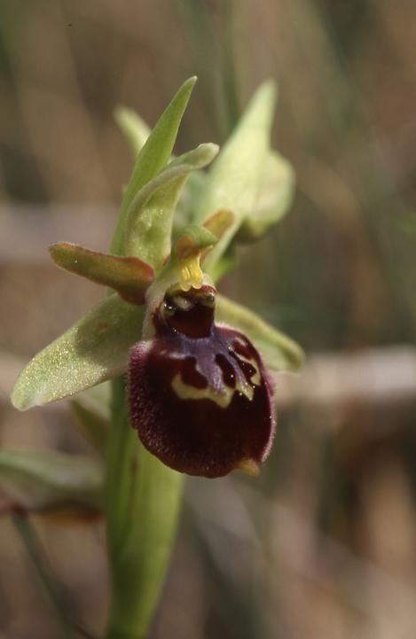Ophrys araneola x fuciflora - Zinnköpfle (68) - 1/05/03