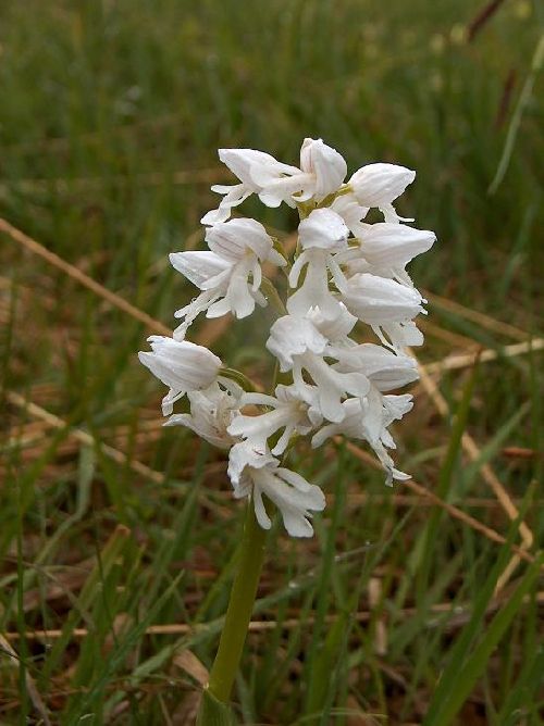 Orchis militaris