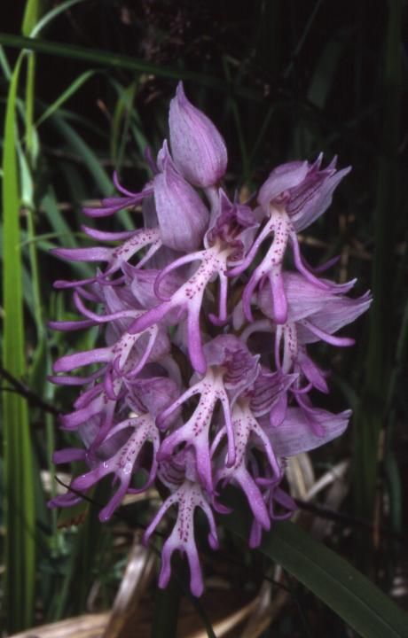 Orchis militaris x simia - Allondans (25) - 19/05/02