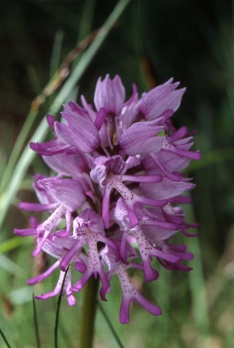 Orchis militaris x simia - Allondans (25) - 19/05/02