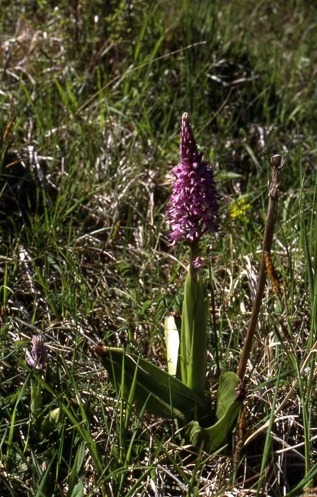 Orchis militaris x purpurea - Chèvremont (90) - 10/05/02