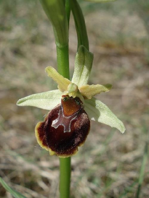 Ophrys araneola x fuciflora - Bollenberg (68) - 21/04/07