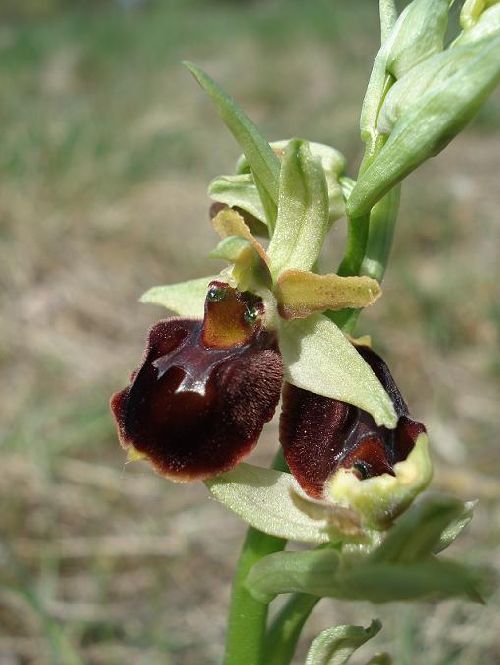 Ophrys araneola x fuciflora - Bollenberg (68) - 21/04/07