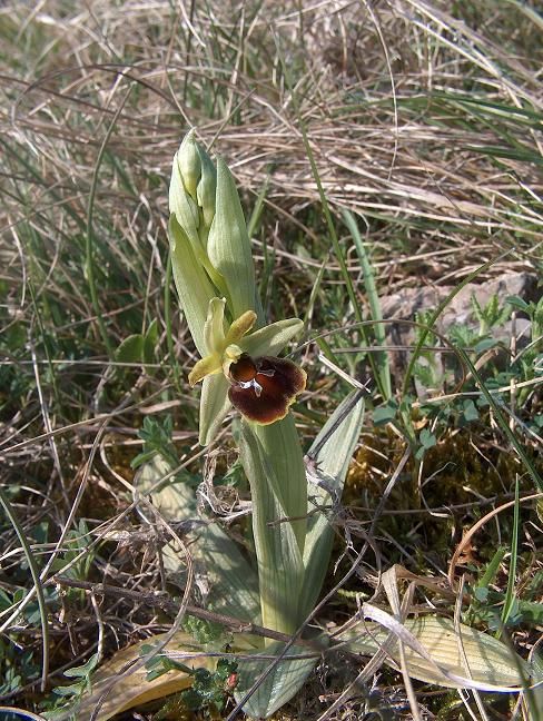 Ophrys araneola x fuciflora - Bollenberg (68) - 21/04/07