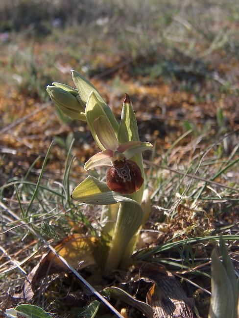 Ophrys araenola x fuciflora - Bollenberg (68) - 21/04/07