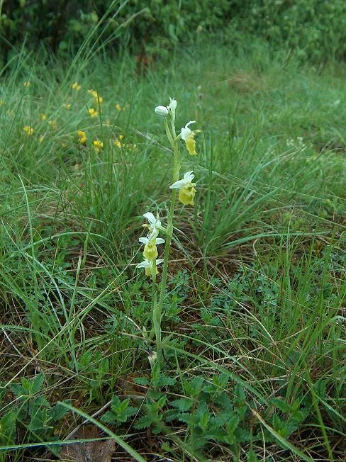 Ophrys fuciflora