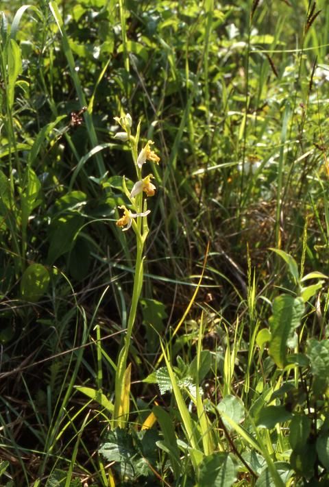 Ophrys apifera