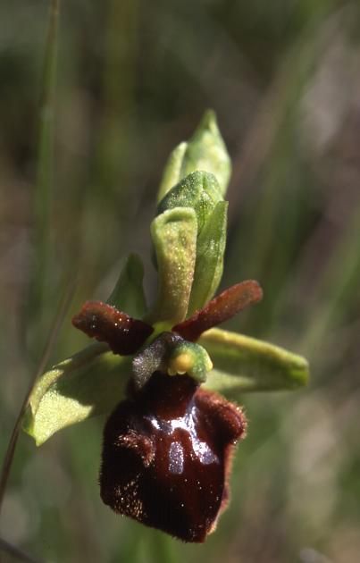 Ophrys sphegodes - Doucier (39) - Ophrys araignée - 21/05/02