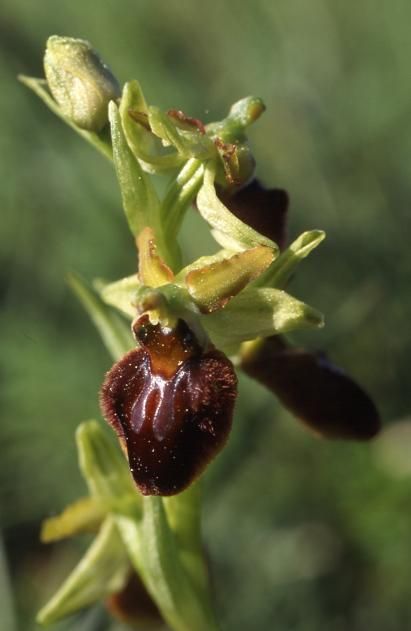 Ophrys sphegodes - Taubergiessen (Allemagne) - Ophrys araignée - 3/05/03
