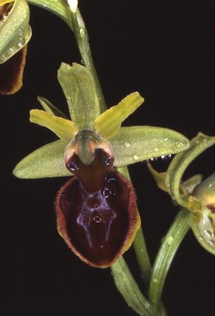 Ophrys sphegodes - Chaux du Dombief (39) - Ophrys araignée - 2/06/01