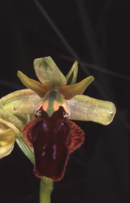 Ophrys sphegodes - Doucier (39) - Ophrys araignée - 3/06/01
