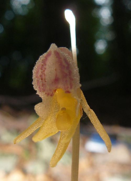 Epipogium aphyllum - Lepuix (90) - Epipogon sans feuilles - 25/07/08