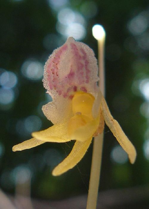 Epipogium aphyllum - Lepuix (90) - Epipogon sans feuilles - 25/07/08