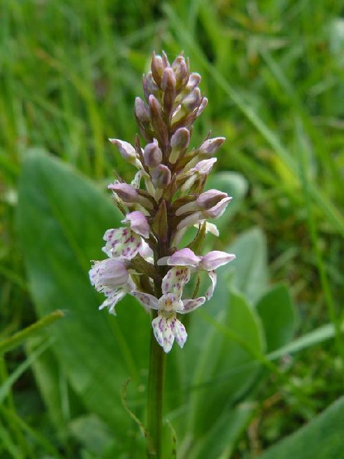 x Pseudorhiza bruniana - environs du Markstein (88) - 19/06/08