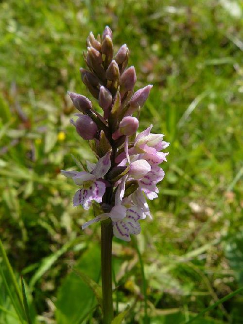 x Pseudorhiza bruniana - environs du Markstein (88) - 19/06/08