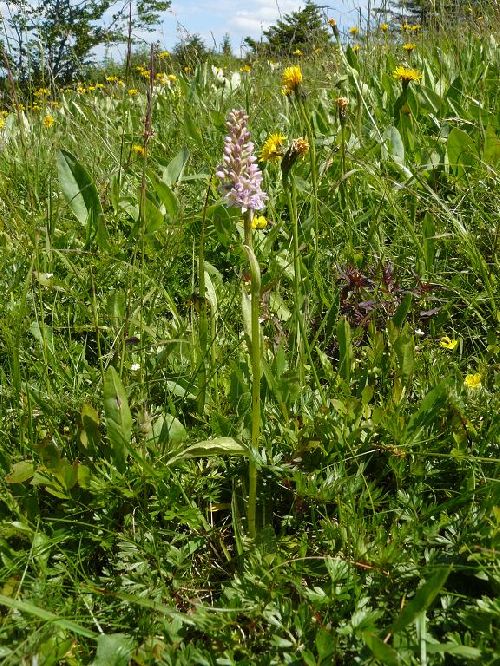 x Pseudorhiza bruniana - environs du Markstein (88) - 19/06/08