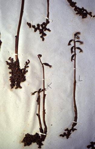 Corallorhiza trifida - Racine de corail ou coraline