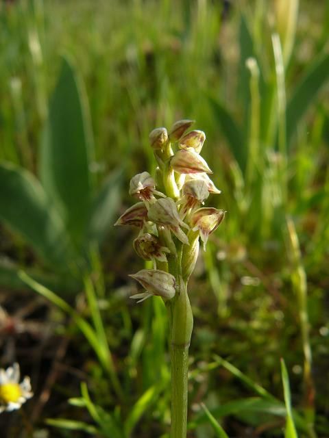 Neottinea maculata