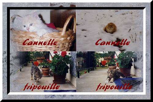 Souvenirs de Fripouille et Cannelle