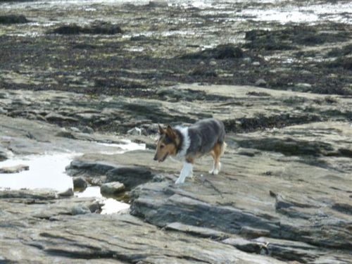 A la pêche aux moules