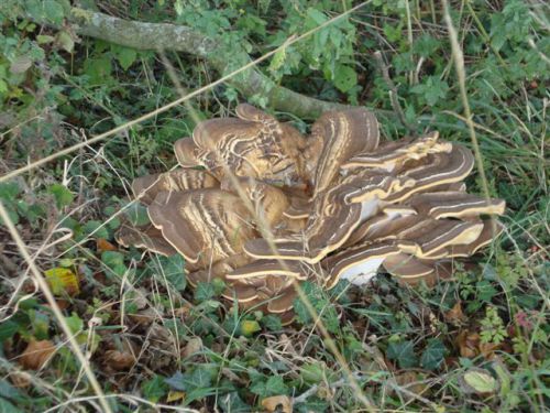 Un drôle de champignon, photo prise sur le bord du halage