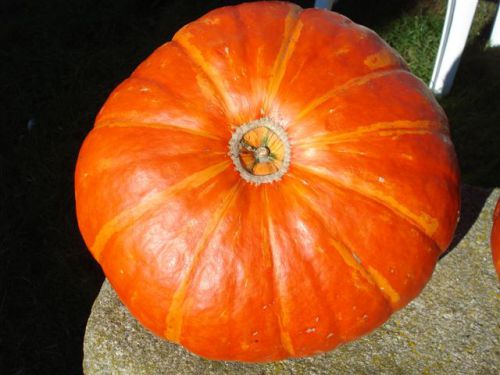 Potiron du jardin de Maminou, super beau et très bon