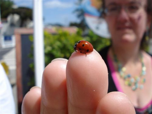 Petite coccinelle de Carnac portes moi chance !