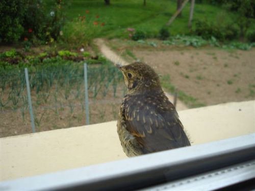 oiseau pris de la fenêtre du salon de Maminou