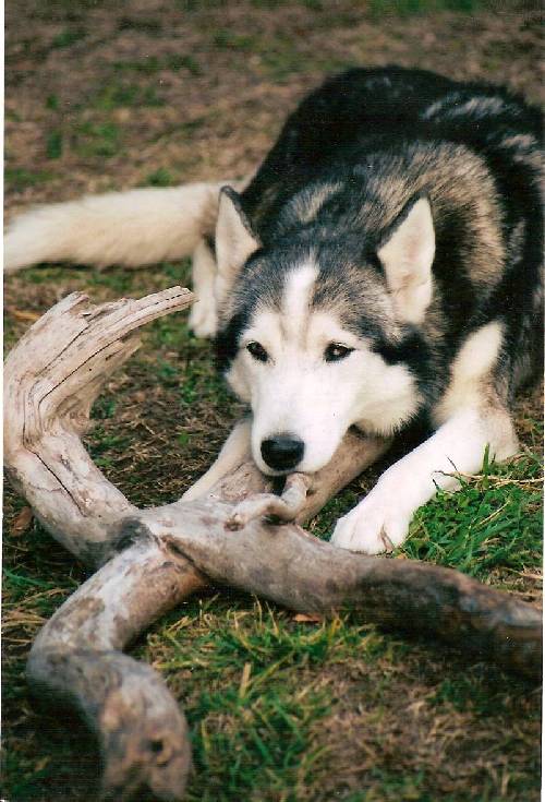 KUMA (13 ans -2004) HUSKY