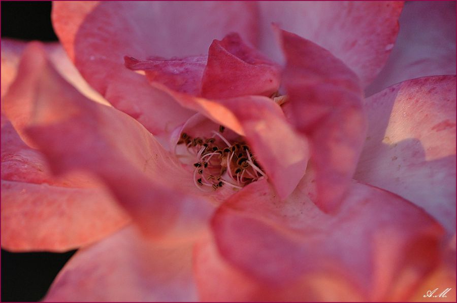 Coeur de rose