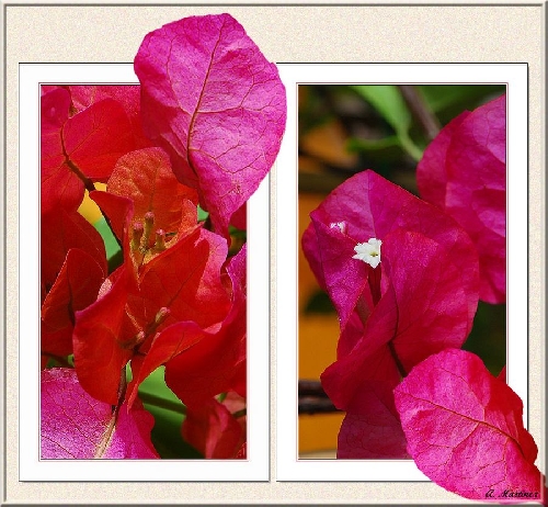 Bougainvillées