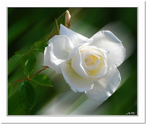 La rose blanche