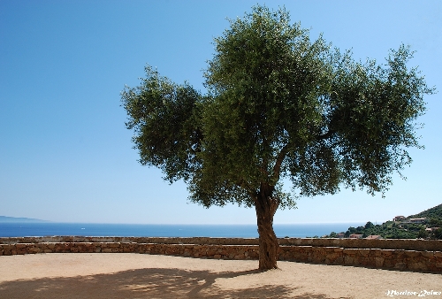 L'arbre du Parvis (Cargèse)