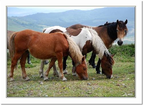 Chevaux cantabres