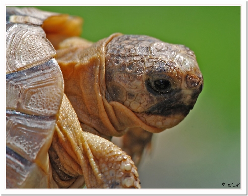 La tortue