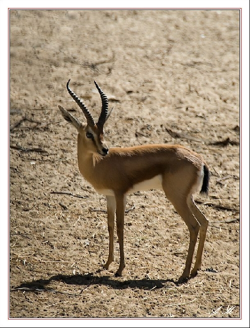 La gazelle