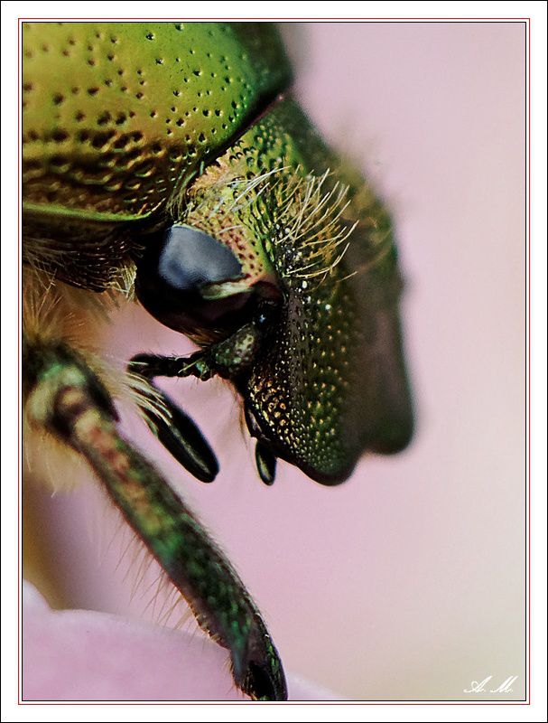Tête de scarabée