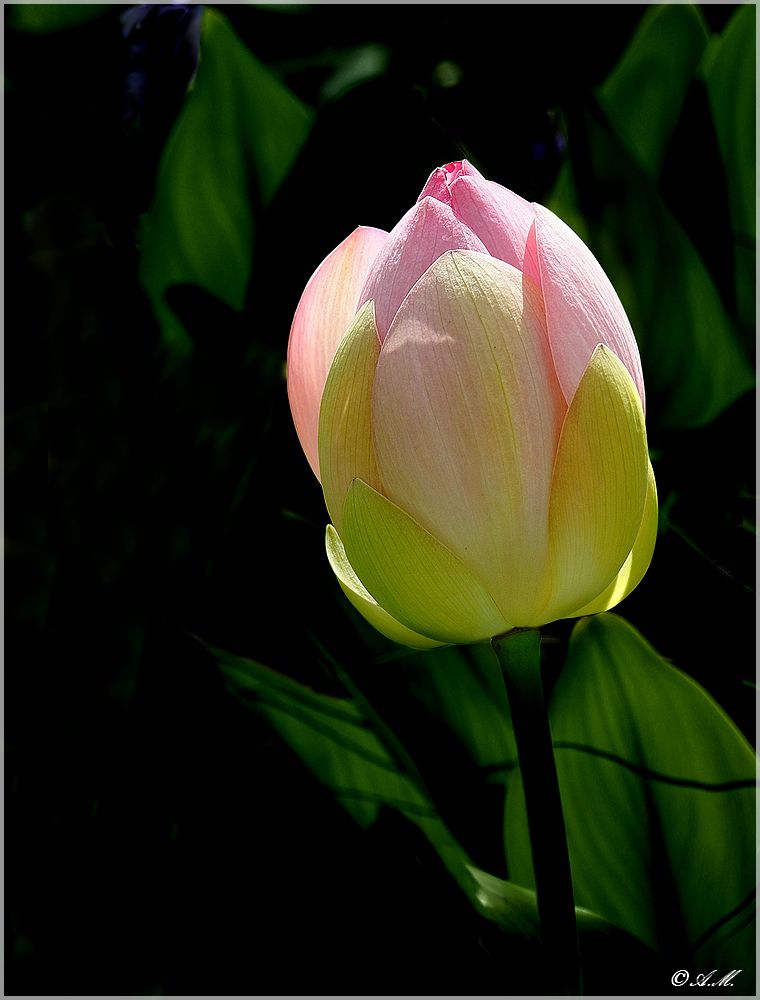 La tulipe pastel