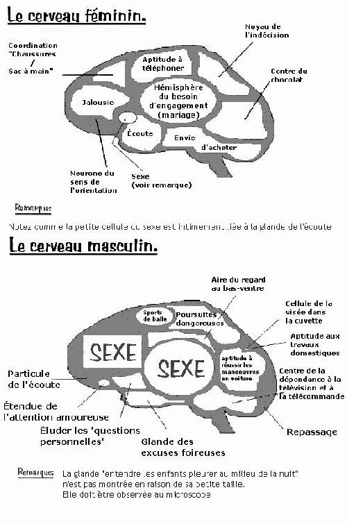 Cerveaux Homme/Femme
