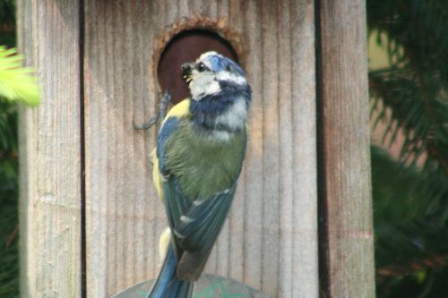 les parents ont  le plumage négligés par leur travail.