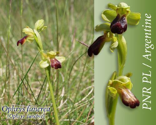 Ophrys funèbre