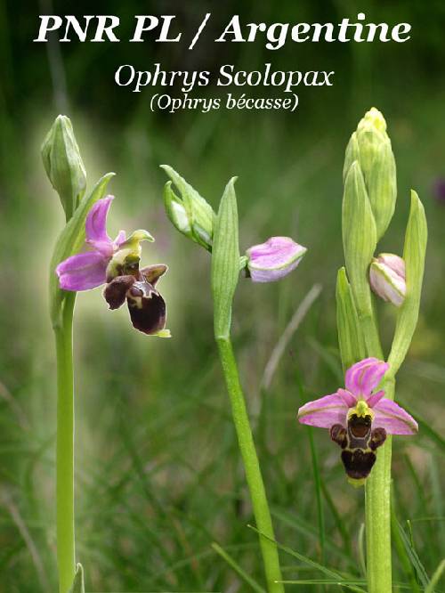  Ophrys scolopax