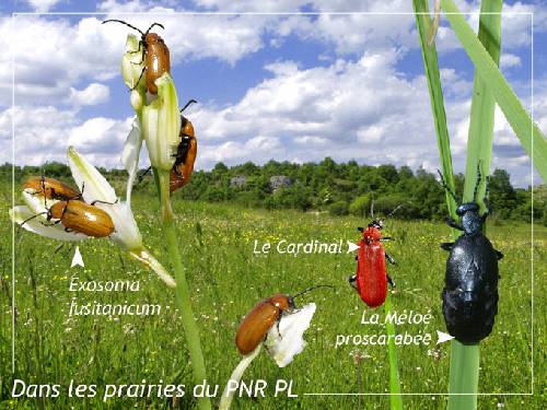 Dans les prairies du mareuillais