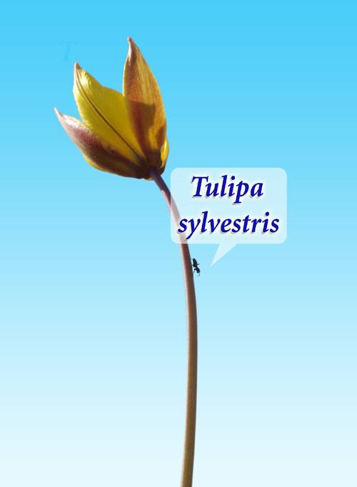 tulipa sylvestris