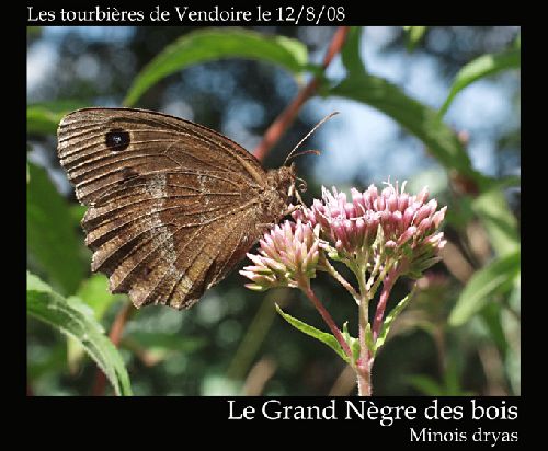 Le Grand-Nègre des bois