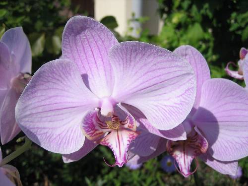 Orchidée Ensoleillée