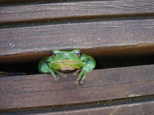 Crazy frog / grenouille intrépide