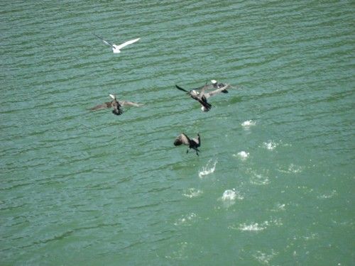 Envol de cormorans qui n'apprécient pas les visiteurs...