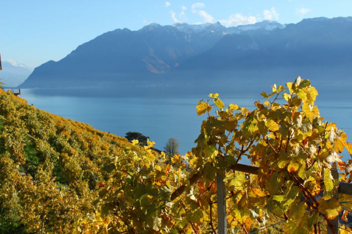 Après les vendanges - Lavaux  2011