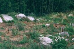 les loups  dans le parc des monts de Guéret en creuse